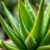 Aloes – właściwości, zastosowanie i jak uniknąć wysuszenia skóry?
